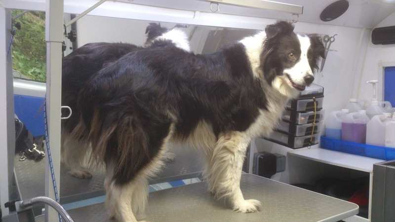 Border Collie Before