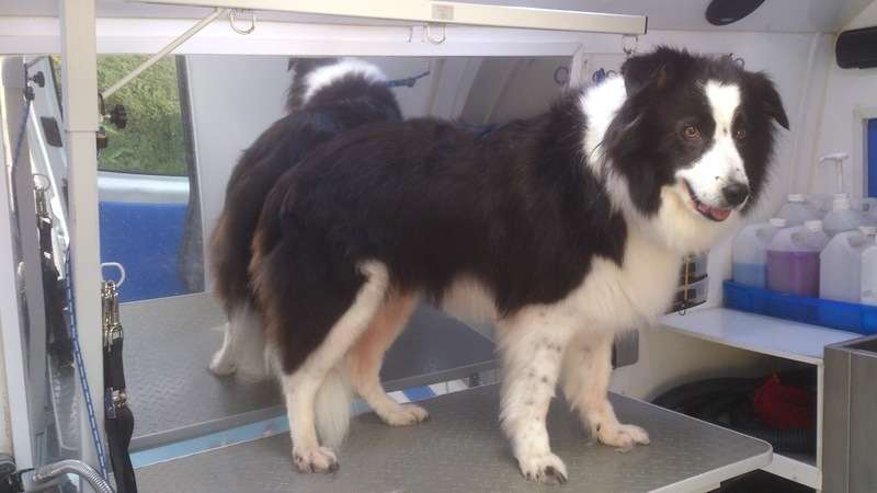 Border Collie After