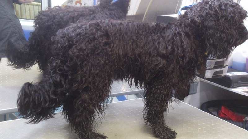 Cockerpoo matted Before