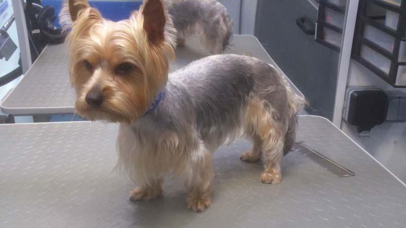 Yorkshire Terrier After