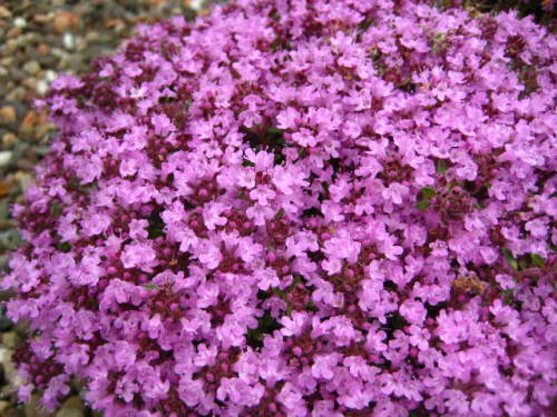 Thymus Bressingham