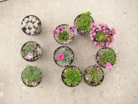 10 alpines for a trough or container collection, 9cm round pots.