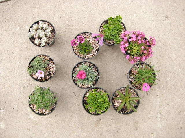 10 alpines for a trough or container collection