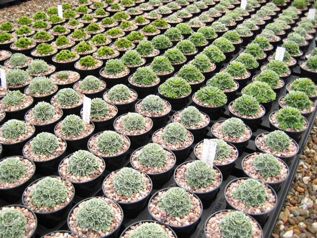 8 Silver (encrusted) Saxifraga plants