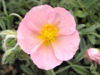 Helianthemum 'Rhodanthe Carneum'