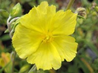 Helianthemum 'Wisley Primrose'