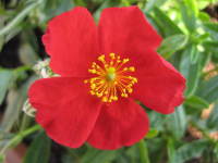 Helianthemum 'Red Dragon'