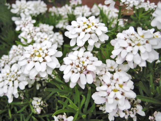 Iberis sempervirens 'Weisser Zwerg' (syn. 'Little Gem')