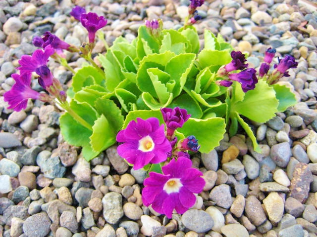 Primula X Pubescens Mrs J H Wilson