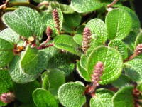 Salix reticulata  