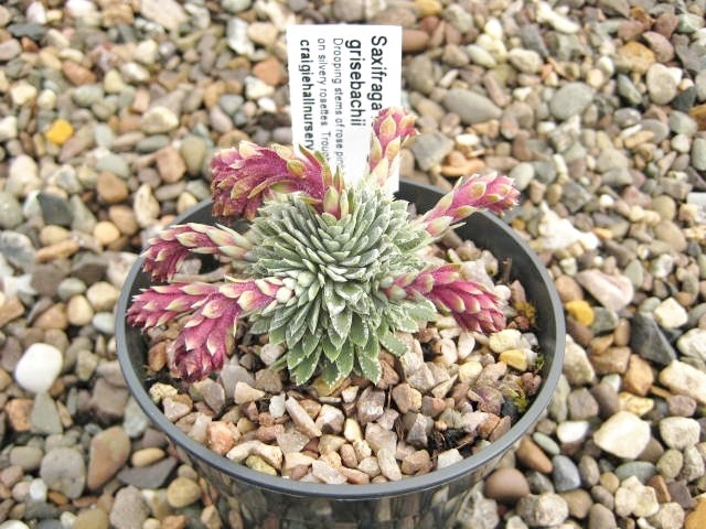 Saxifraga federici-augustii subsp. grisebachii AGM