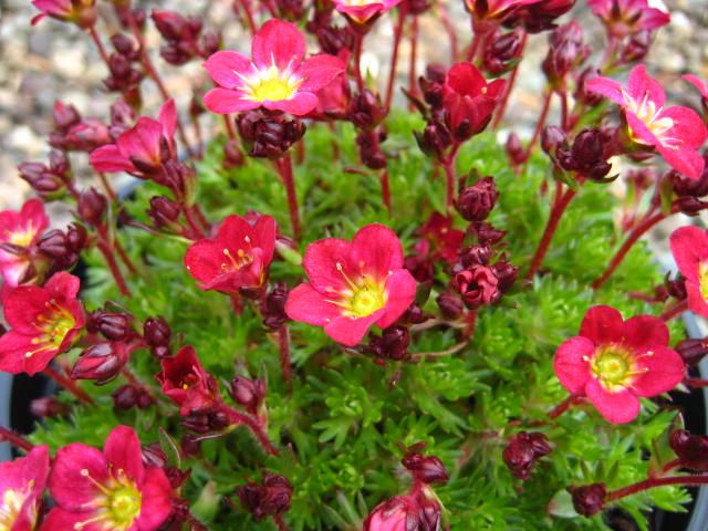 Saxifraga Peter Pan