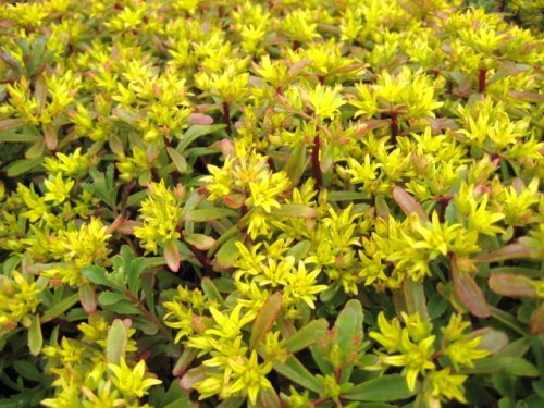 Sedum Weihenstephaner Gold