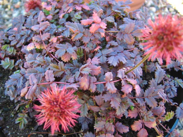 Acaena microphylla 'Kupferteppich'