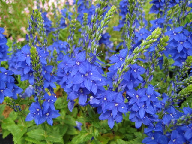 Veronica austriaca ssp. teucrium 'Kapitan'