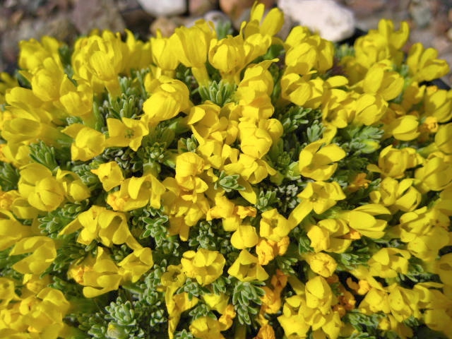 Vitaliana primuliflora ssp. praetutiana