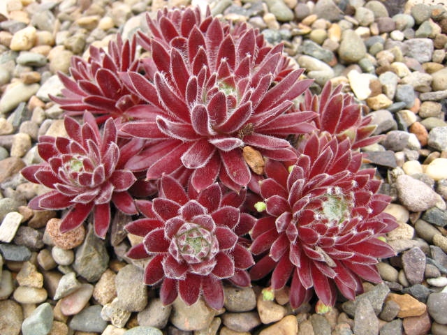 Sempervivum Crimson Velvet (May)