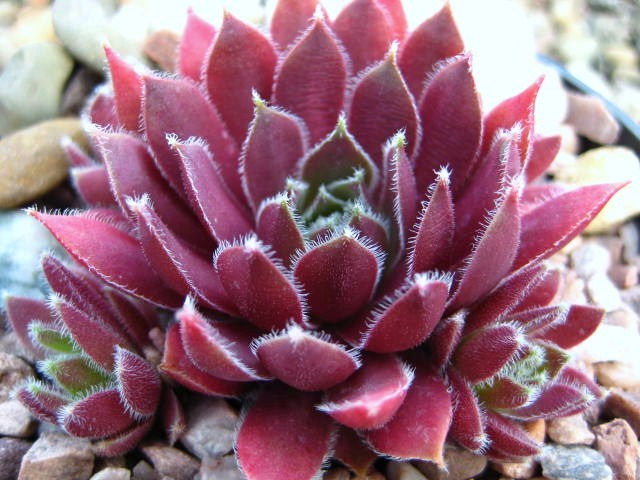 Sempervivum Irazu  spring colour