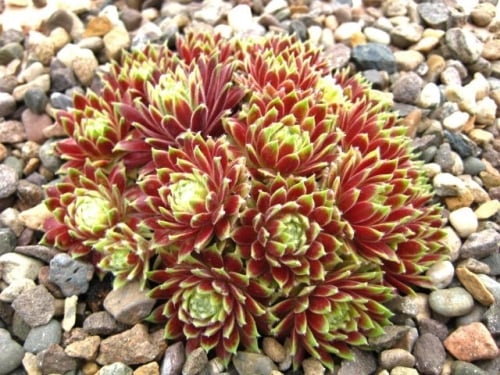 Sempervivum Jubilee Tricolor in April
