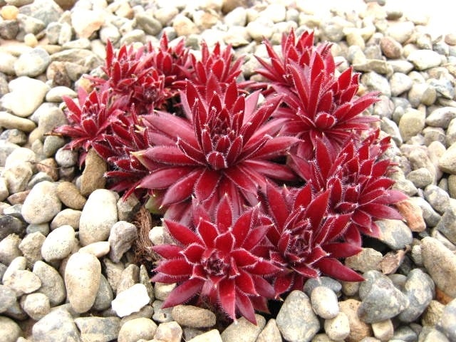 Sempervivum Red Ace  (May)