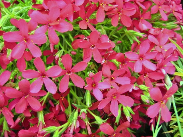 Phlox douglasii 'Ochsenblut'