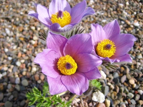 Pulsatilla vulgaris \'Blue Bells\' ****