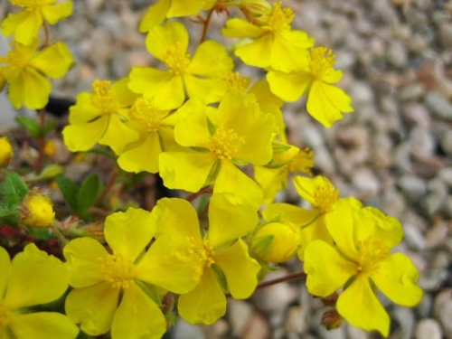 Helianthemum oelandicum var. piloselloides