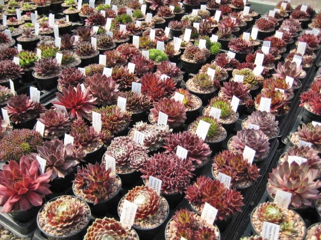 Some of our Sempervivum collection
