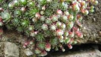 Sempervivum x barbulatum 'Hookeri' growing on a stone wall