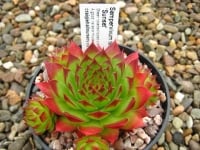 Sempervivum 'Sunset' 