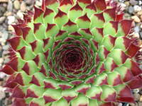 Sempervivum calcareum 'Extra'