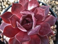 Sempervivum 'Lynn's Choice'