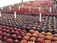 Sempervivum plugs ready to pot in April 