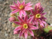 Sempervivum 'Sunburst' in flower 
