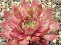 Sempervivum 'Fuego' in the growing (non-flowering) stage