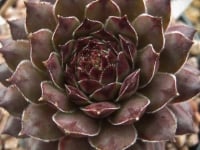 Sempervivum 'Tristesse'