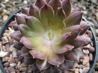 Sempervivum 'Tristesse' 