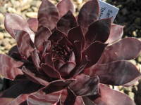 Sempervivum 'Intensity' 