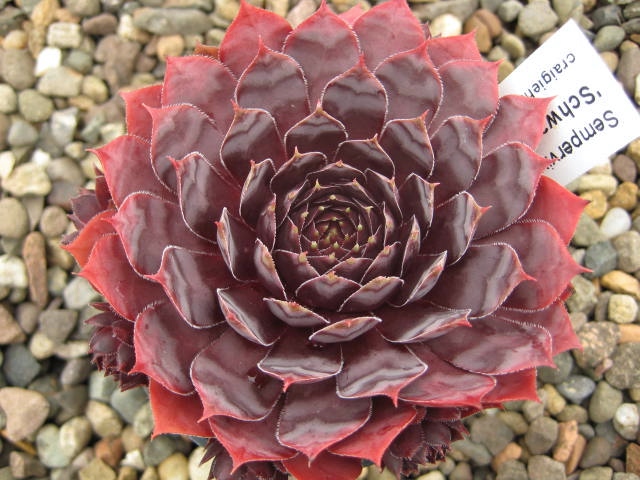 Schwarze Rose  (August)