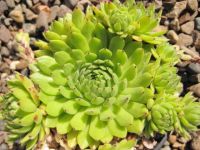 8 Sempervivum Green collection