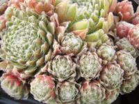8 Sempervivum cobweb/tufted collection
