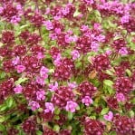 Thymus Purple Beauty (Coccineus Group)