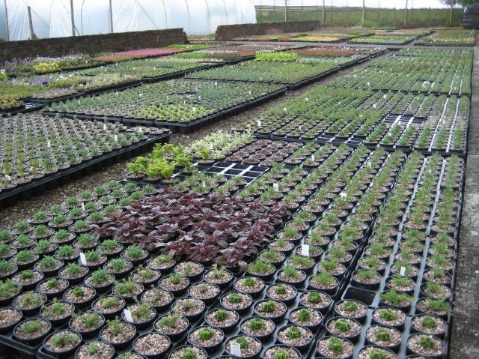 recently potted plants