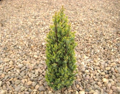 Juniperus communis 'Compressa'