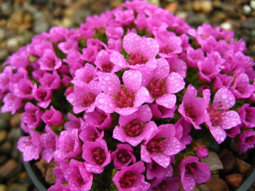 Saxifraga oppositifolia 'Splendens' AGM