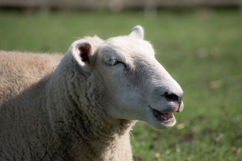 BFAS (Brook Farm Animal Sanctuary) - Raunds, Northamptonshire