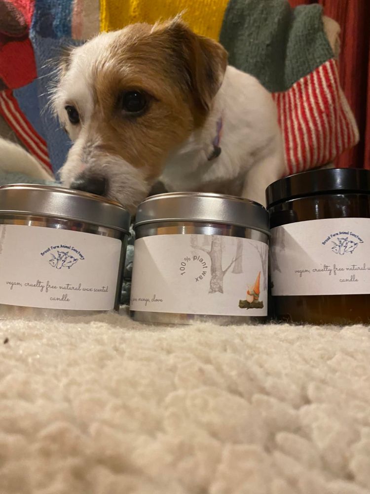 Cruelty free Candles (vegan)