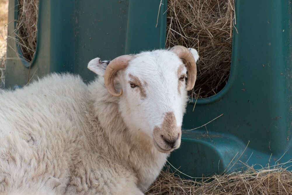 Dylan the welsh sheep