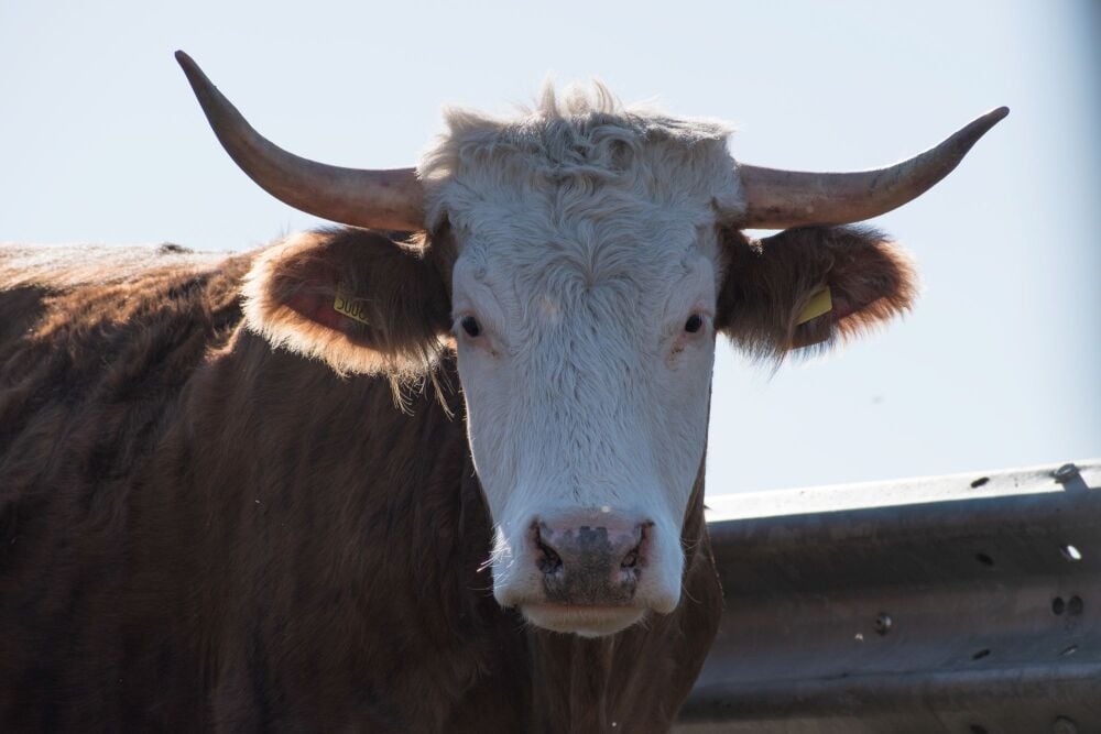 Harvey the cow