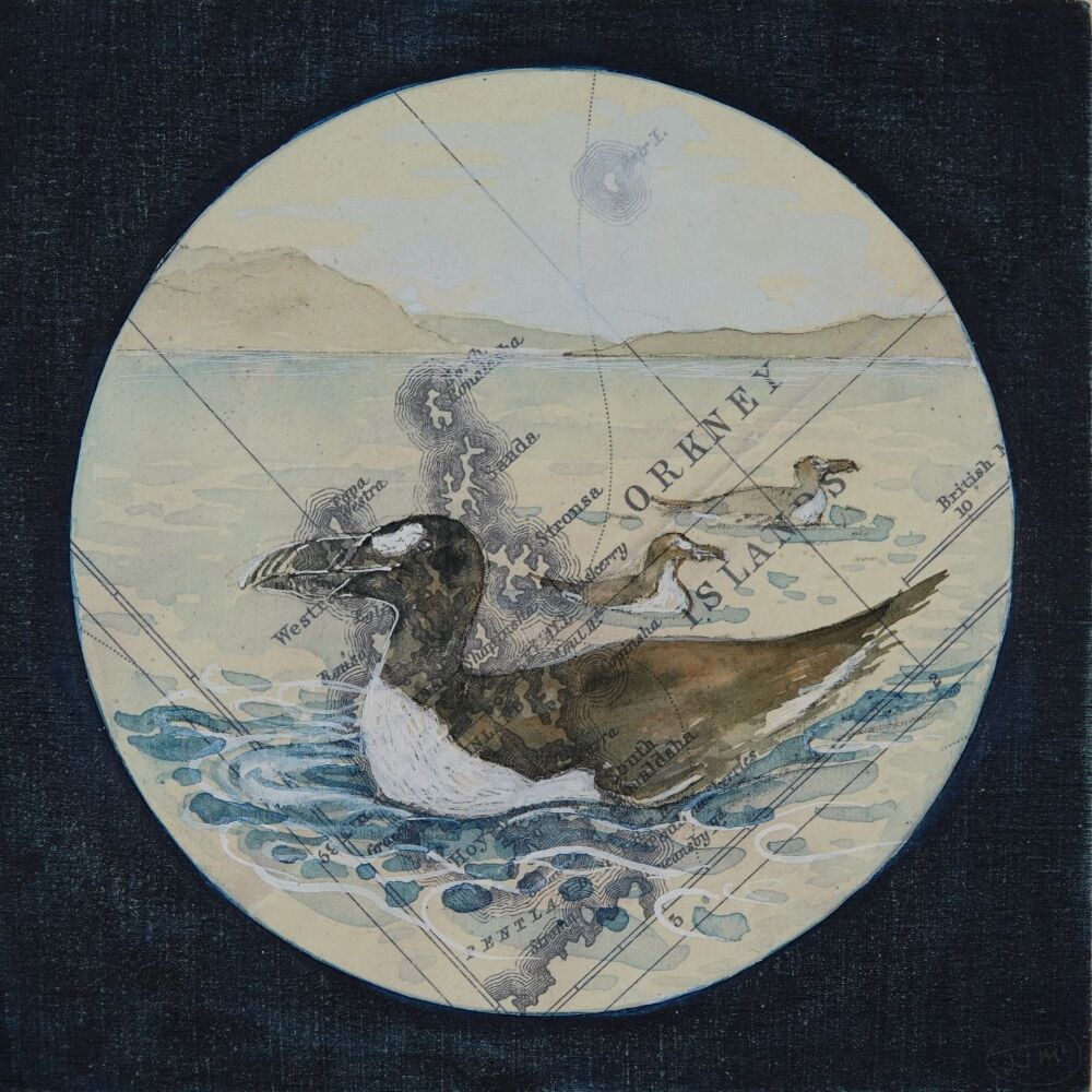 GREAT AUKS, PAPA WESTRAY